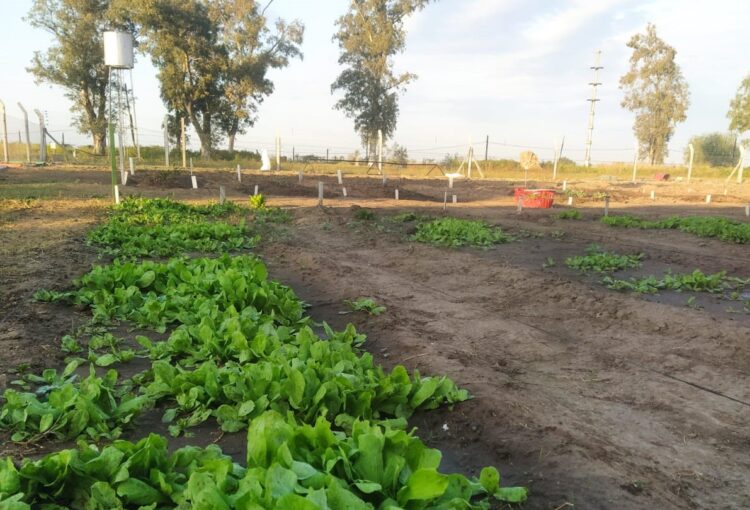 Lee más sobre el artículo Está en marcha la Huerta Orgánica Comunitaria